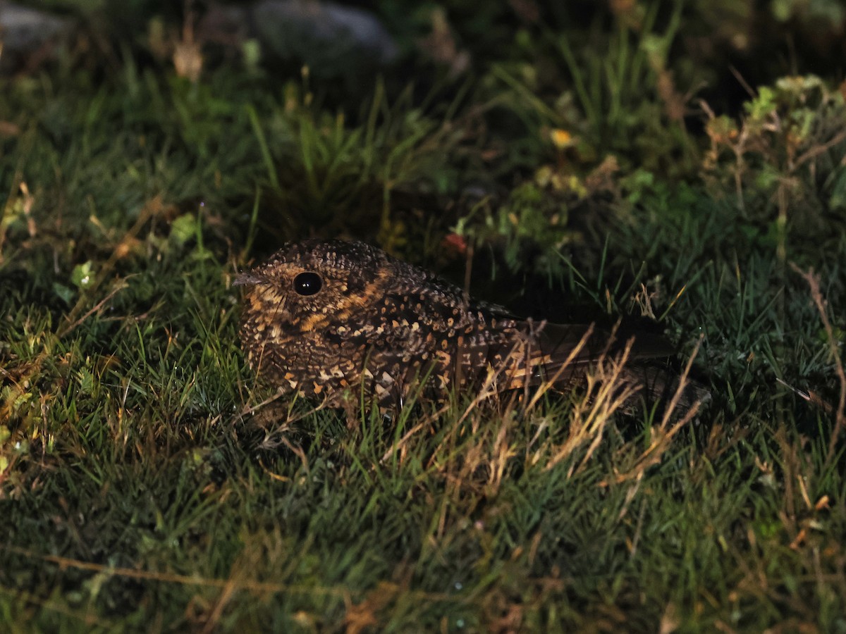 Band-winged Nightjar - ML647530945