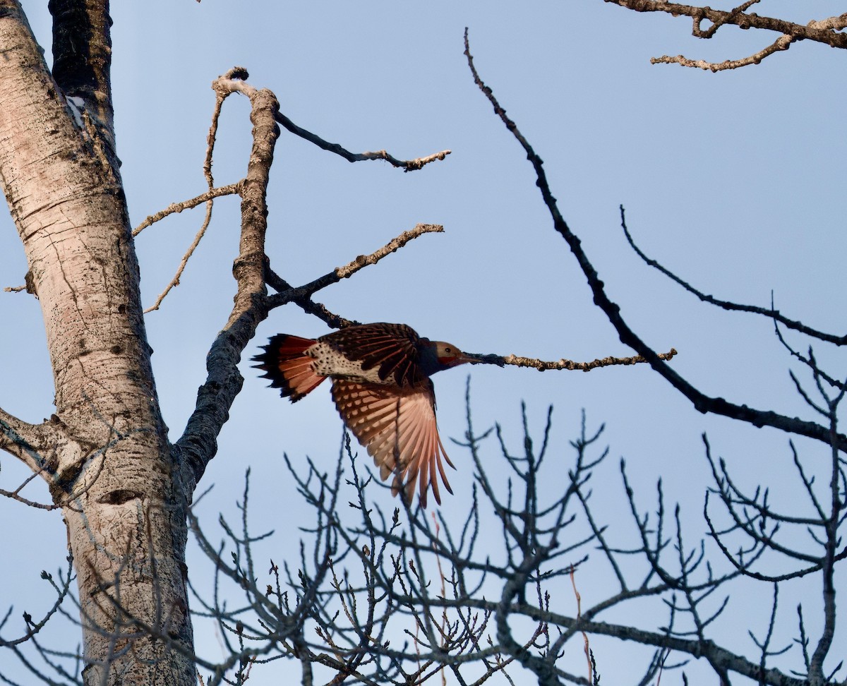 Northern Flicker - ML647530946