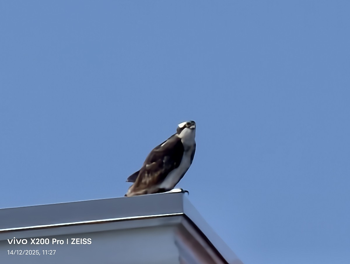 魚鷹 - ML647530947