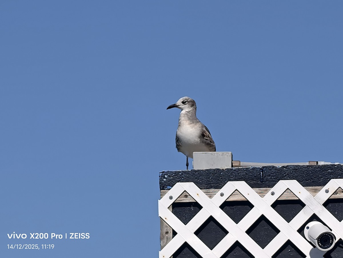 魚鷹 - ML647530948