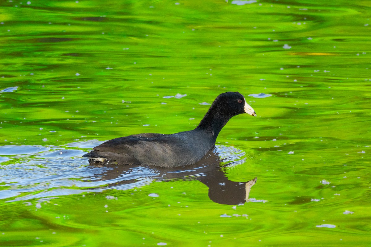 American Coot - ML647530949
