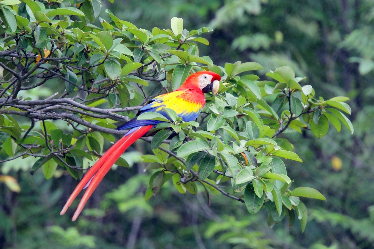 緋紅金剛鸚鵡 - ML647530950