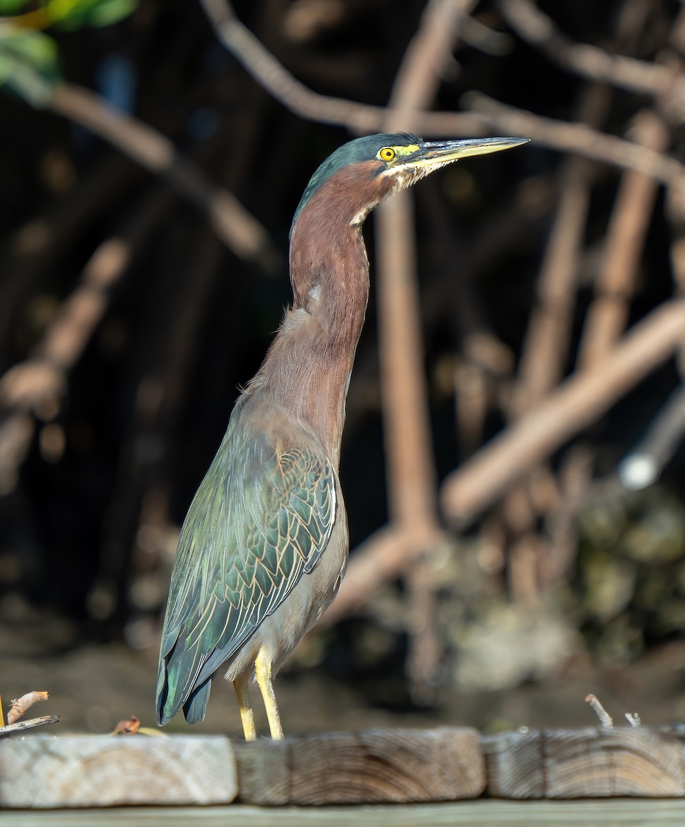 Green Heron - ML647530951