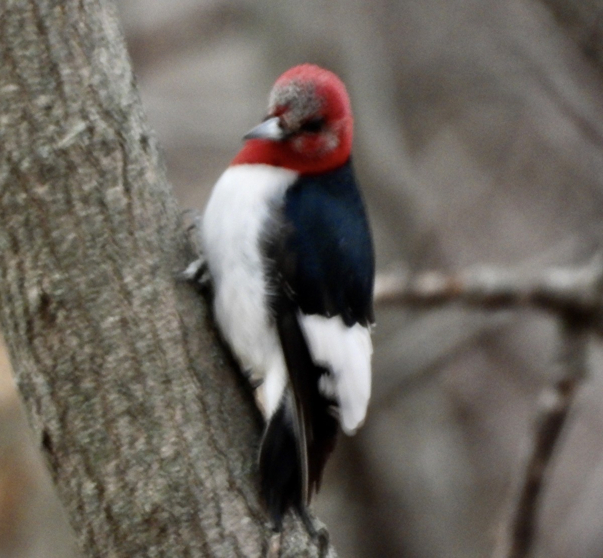 Red-headed Woodpecker - ML647530952