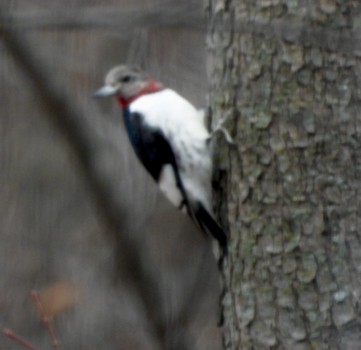 Red-headed Woodpecker - ML647530953