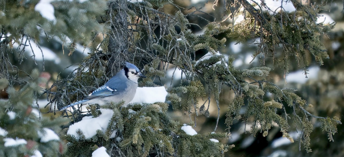 Blue Jay - ML647530954