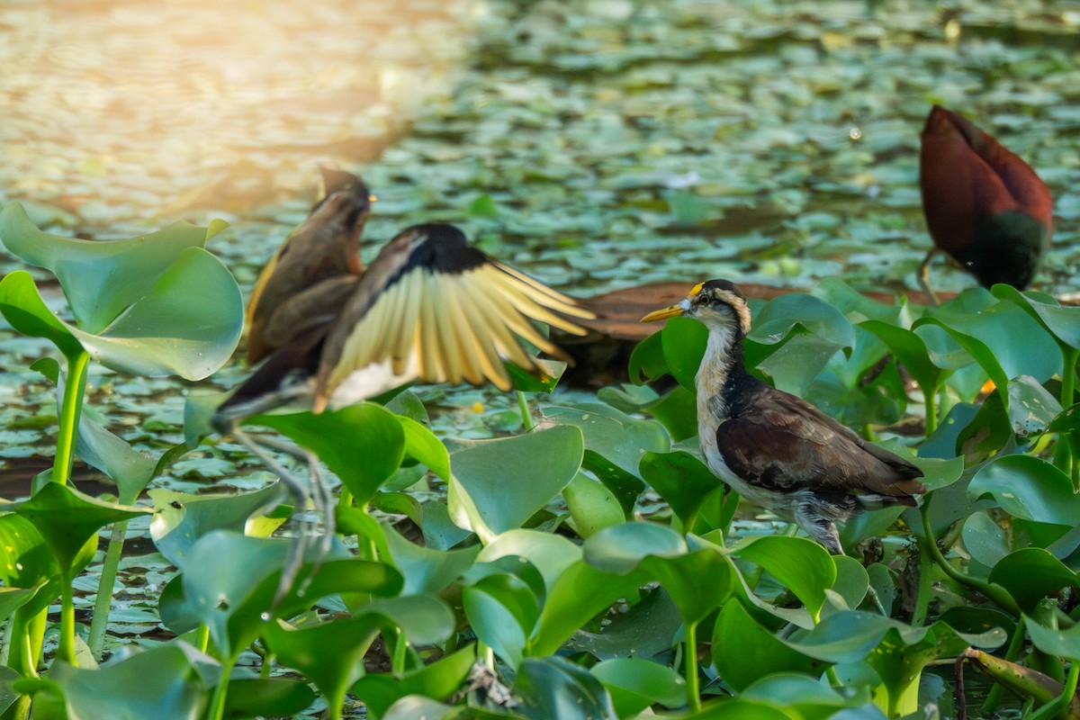 Northern Jacana - ML647530956