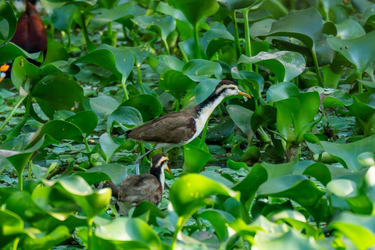 Northern Jacana - ML647530957