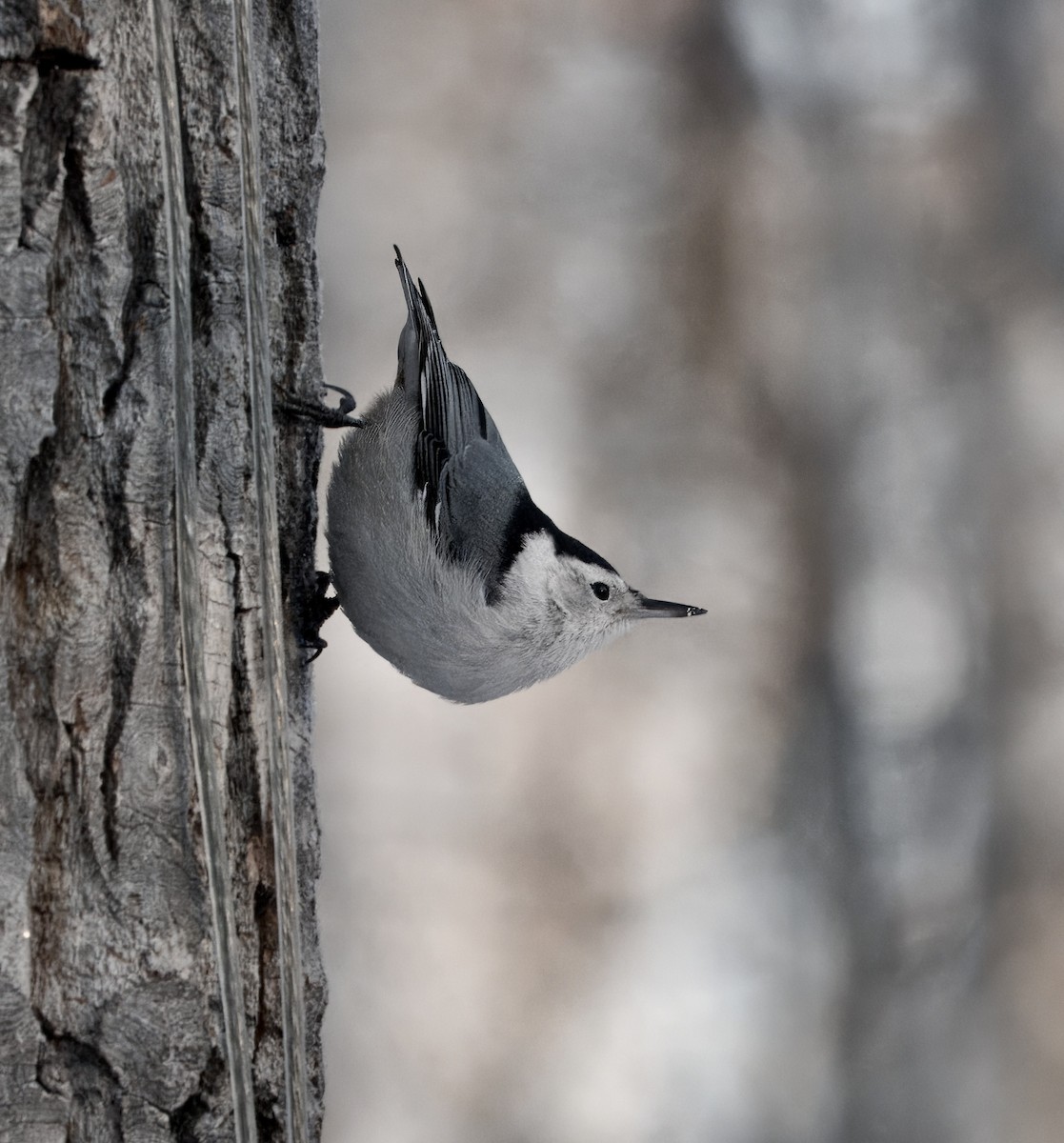 White-breasted Nuthatch - ML647530958