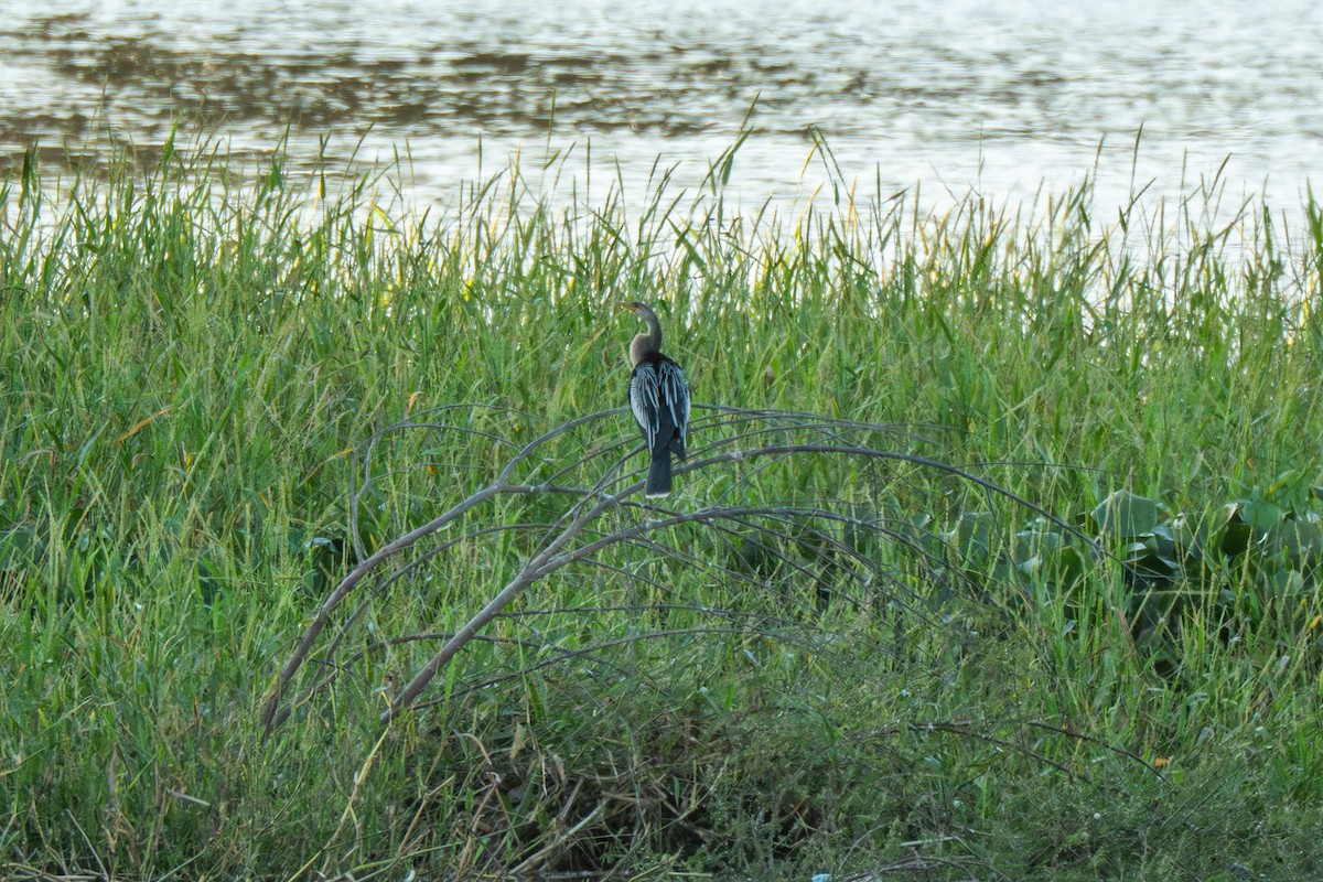 Anhinga - ML647530959