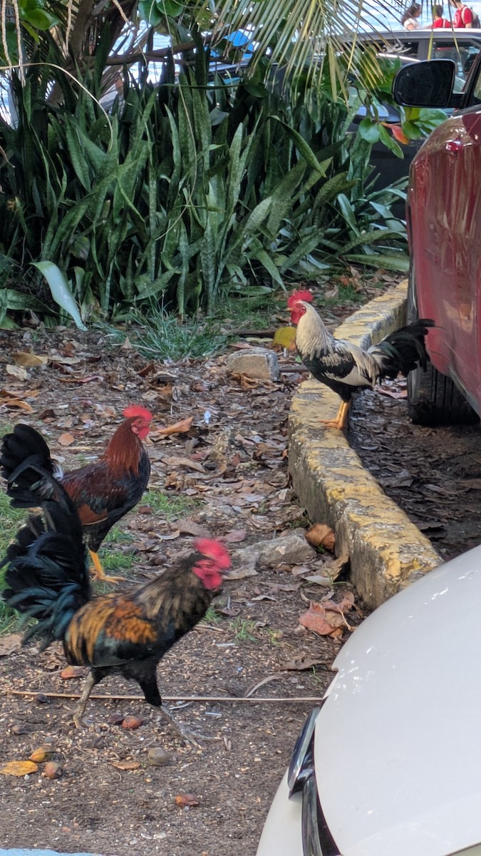 家雞(馴化) - ML647530960