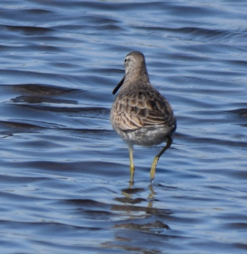 長嘴半蹼鷸 - ML647530961