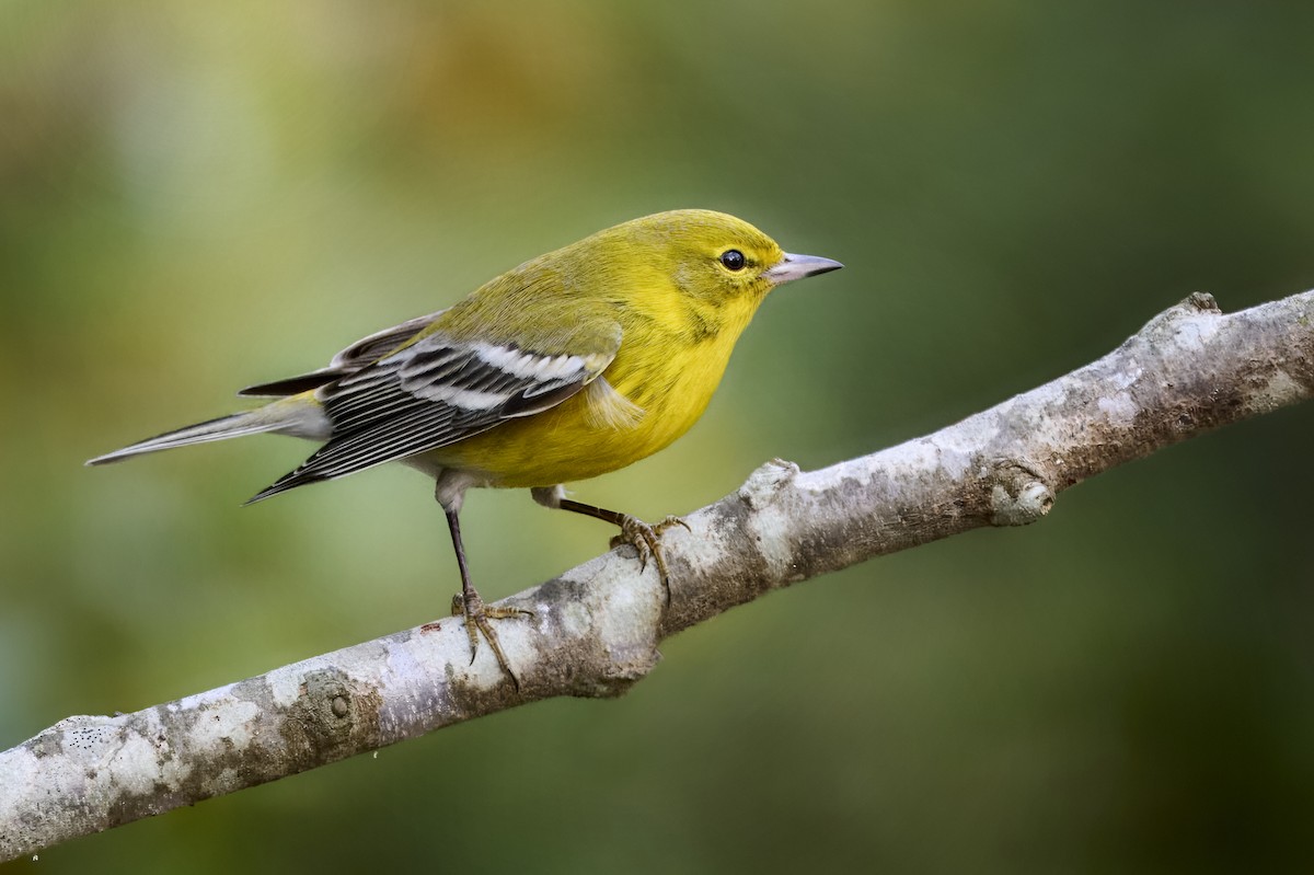 Pine Warbler - ML647530962