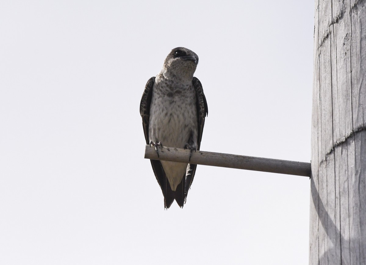 Purple Martin - ML647530963