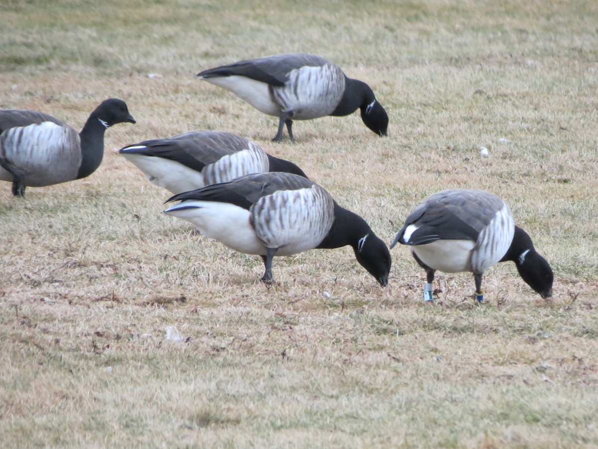 黑雁 - ML647530964