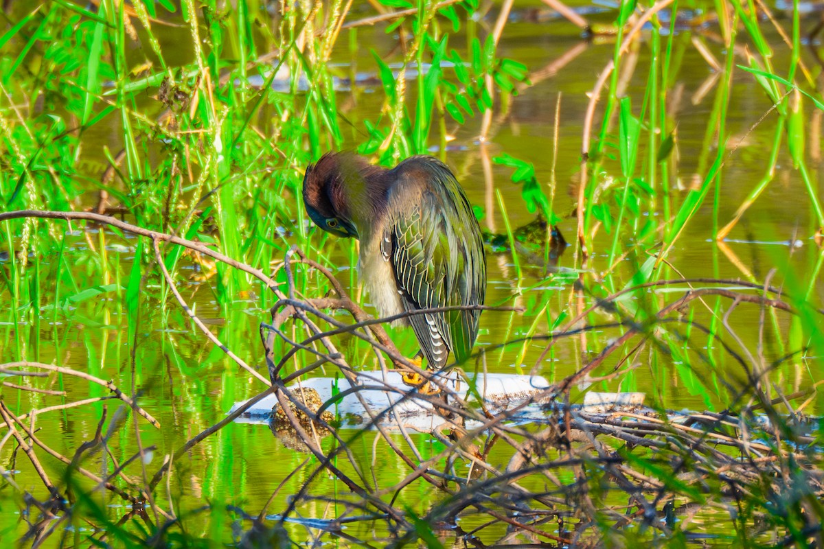 Green Heron - ML647530965