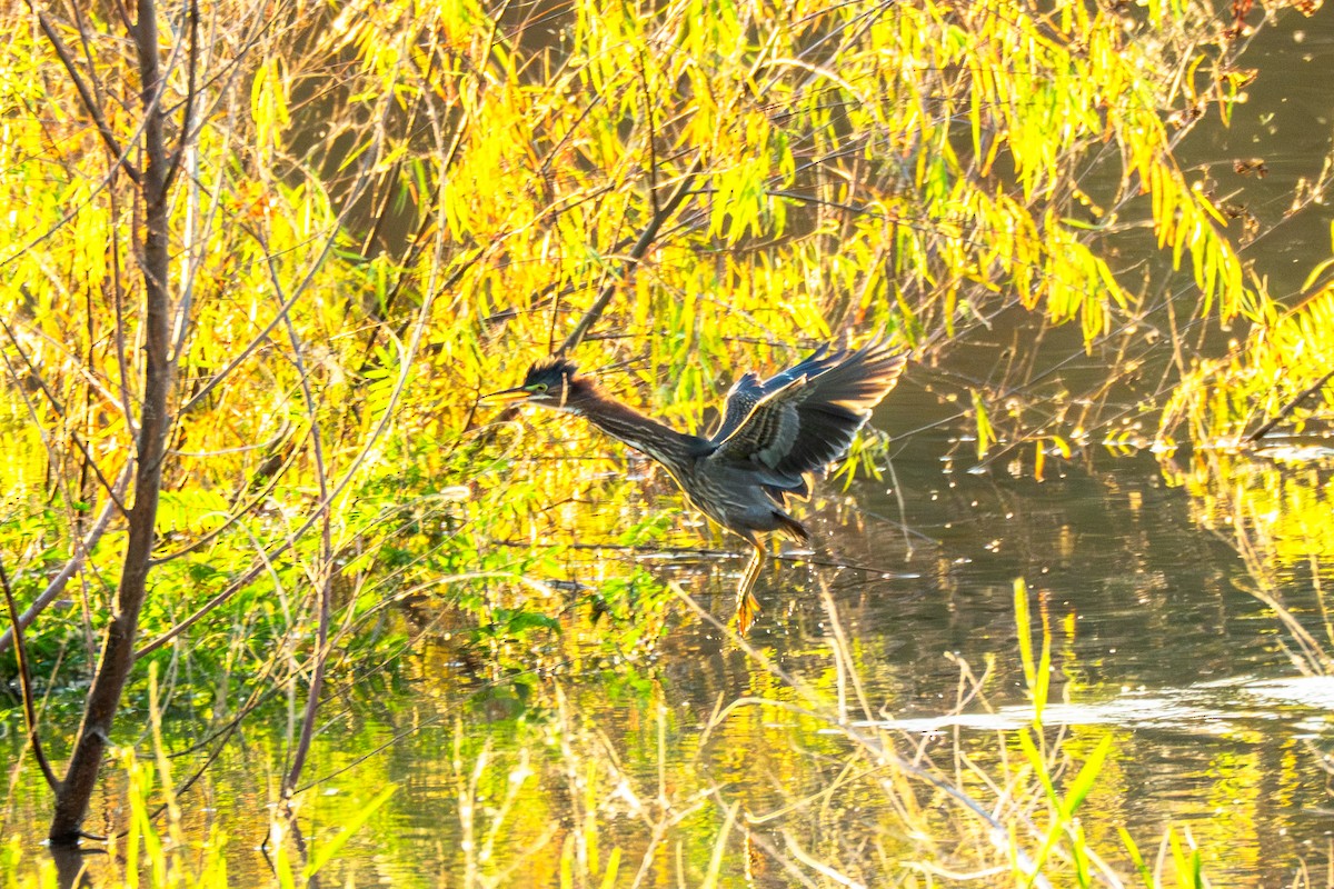 Green Heron - ML647530966
