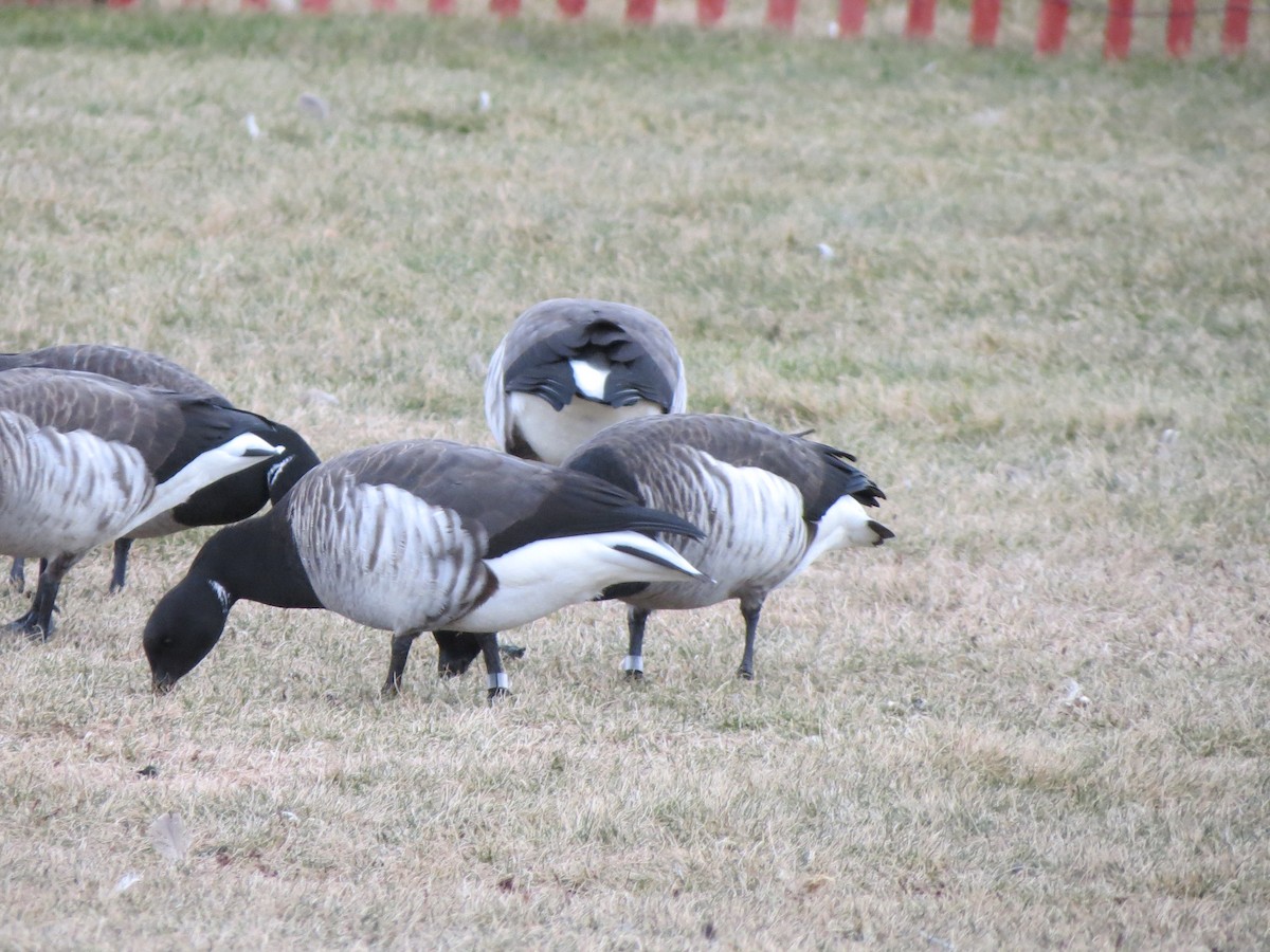 黑雁 - ML647530967