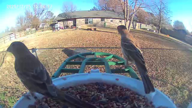 House Finch - ML647530968