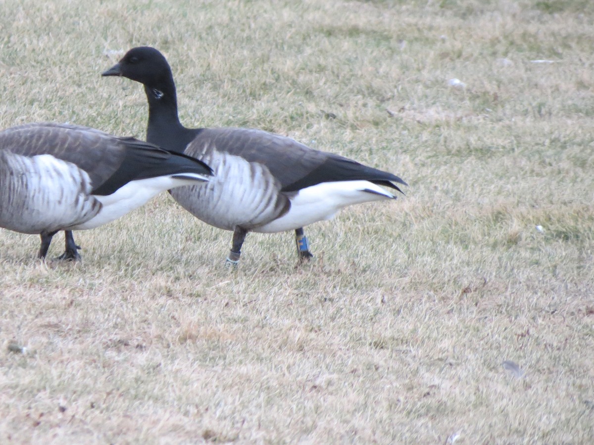 黑雁 - ML647530969