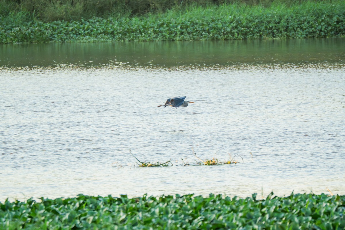Great Blue Heron - ML647530970