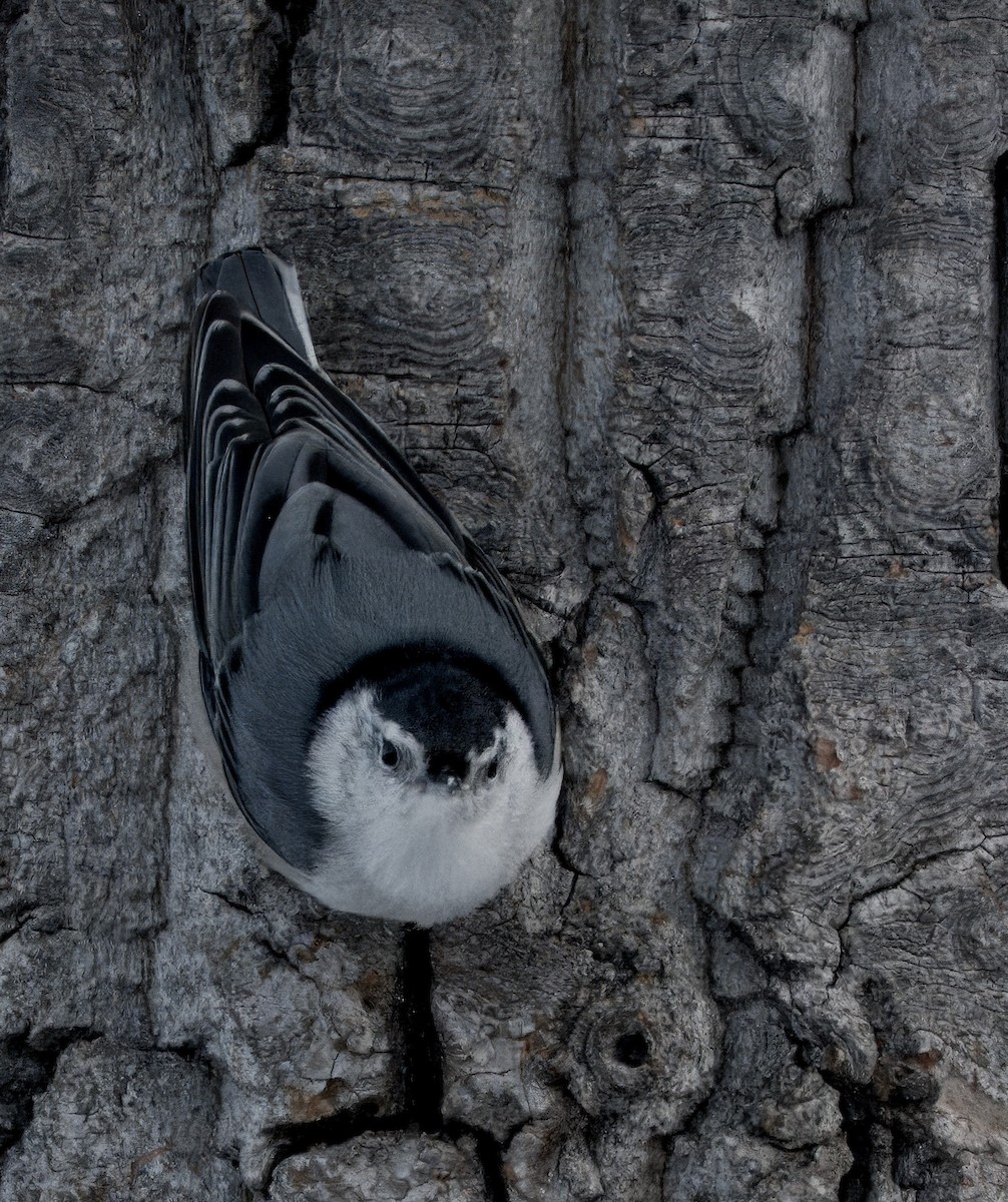 White-breasted Nuthatch - ML647530973