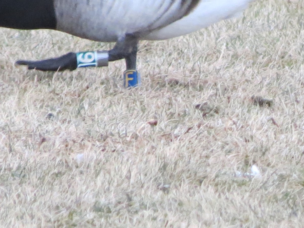 黑雁 - ML647530974