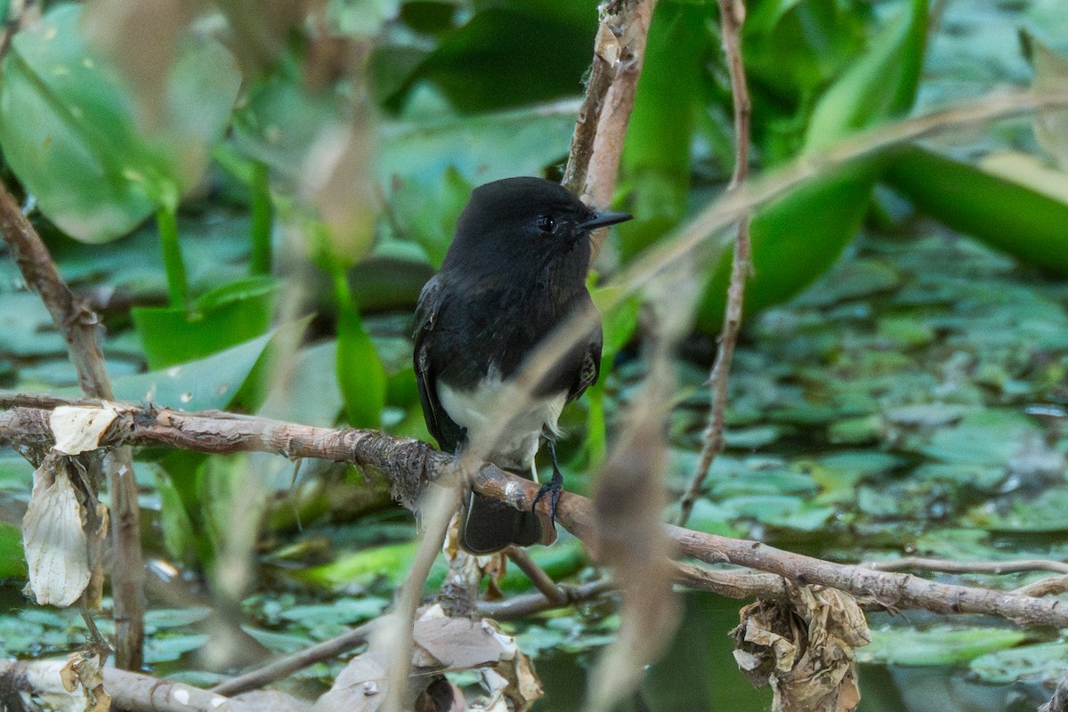 Black Phoebe - ML647530975