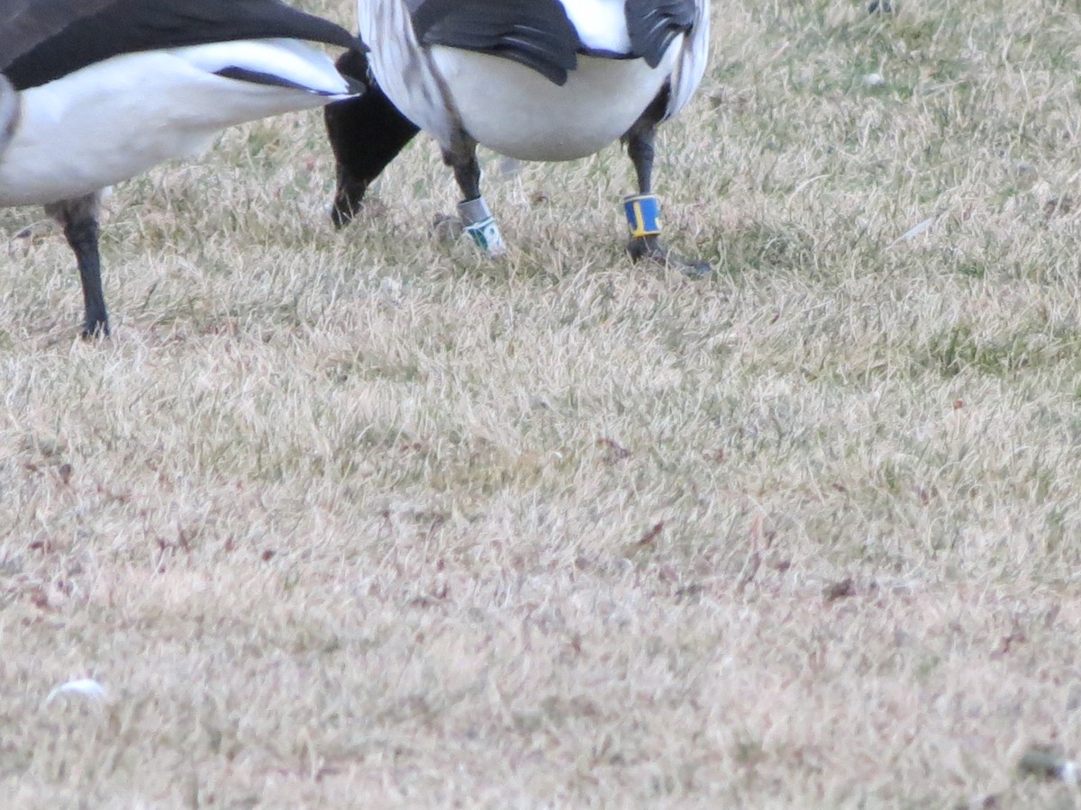 黑雁 - ML647530976