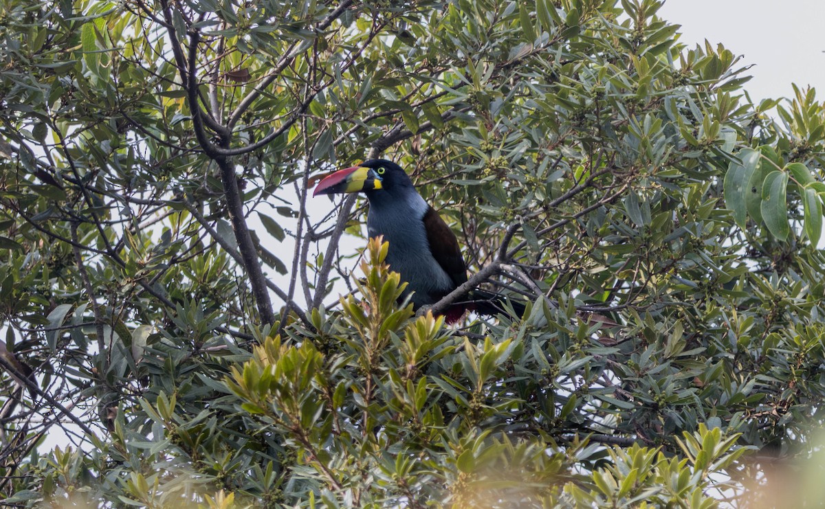 Tucán Pechigrís - ML647530982