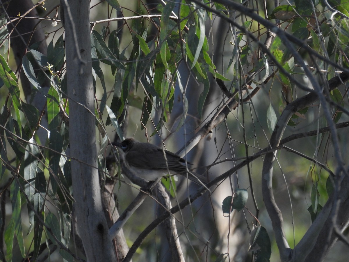 Little Friarbird - ML647530989