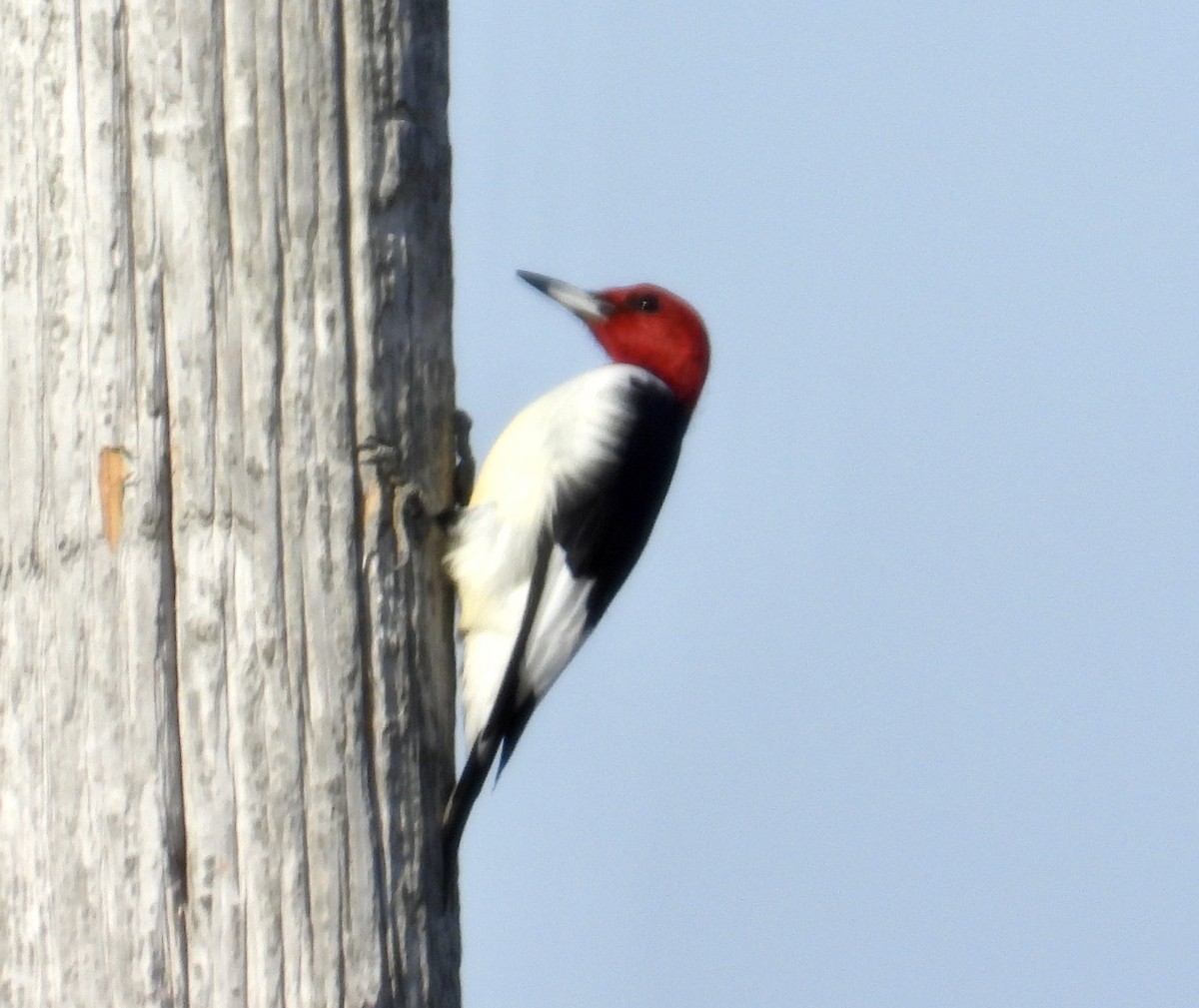 Red-headed Woodpecker - ML647531026