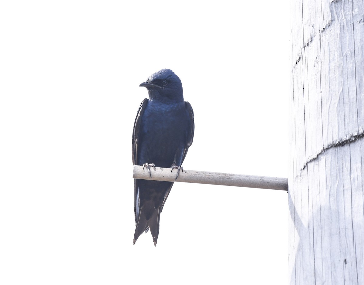 Purple Martin - ML647531032