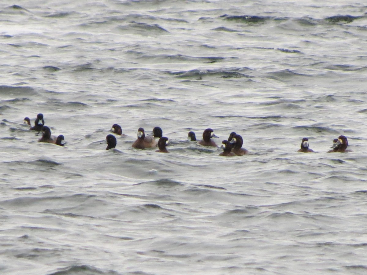 Морская чернеть - ML647531045