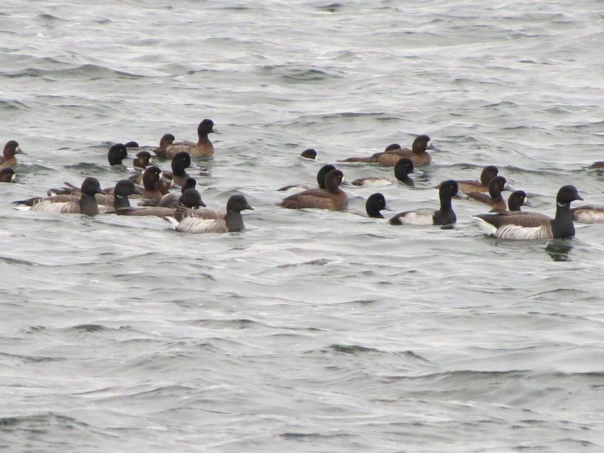 Морская чернеть - ML647531048