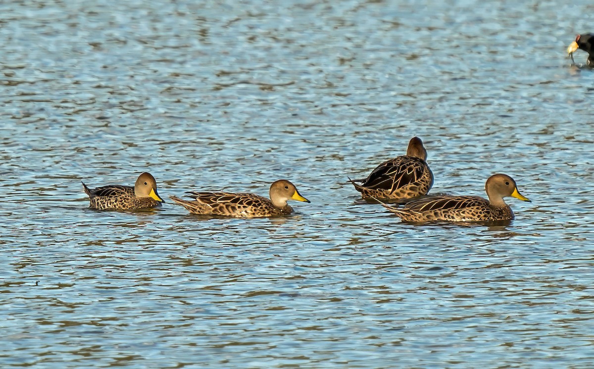 gulnebbstjertand - ML647531058