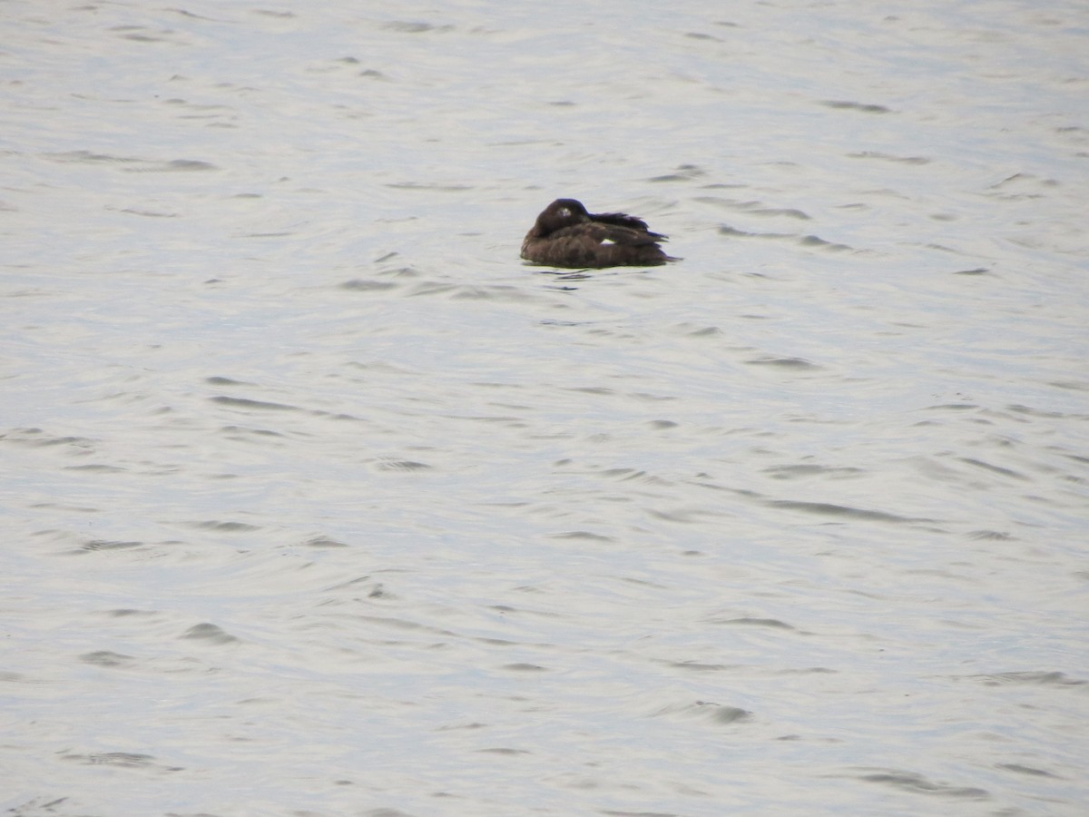 アメリカビロードキンクロ - ML647531066