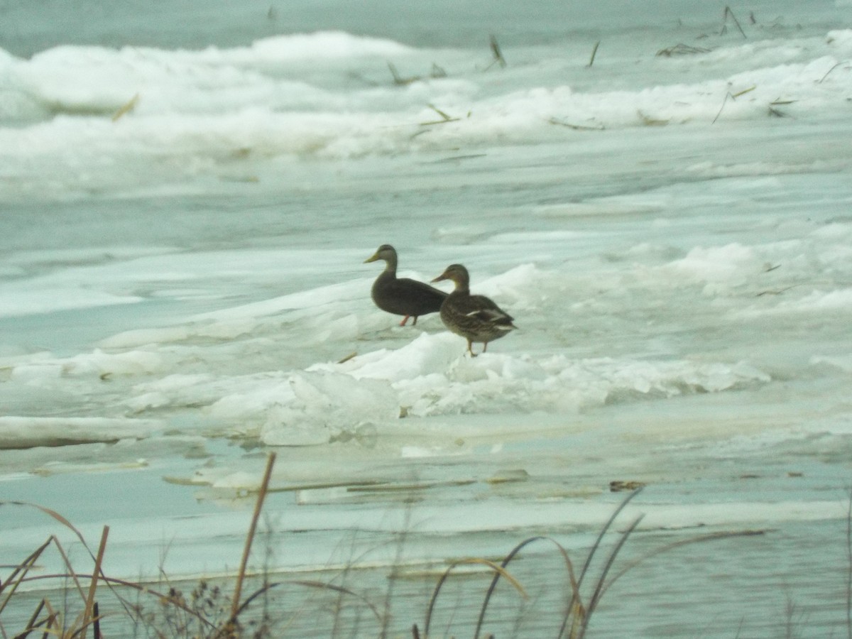American Black Duck - ML647531084