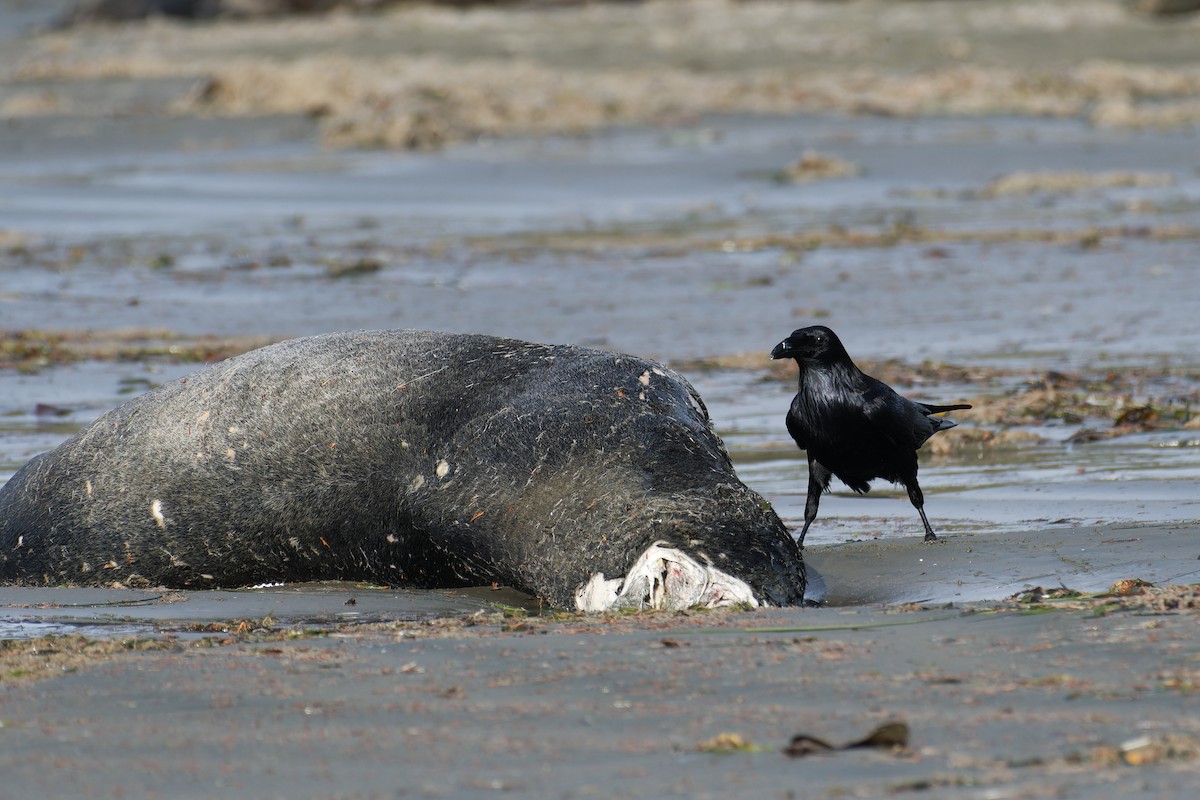 עורב שחור - ML647531090