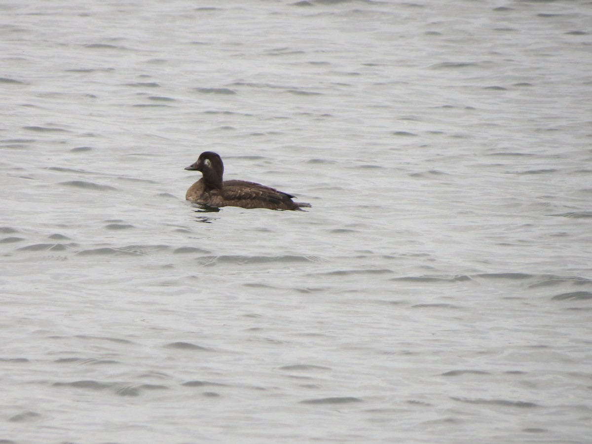 アメリカビロードキンクロ - ML647531094