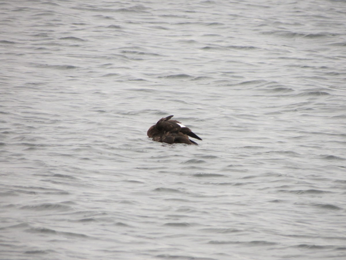 アメリカビロードキンクロ - ML647531106