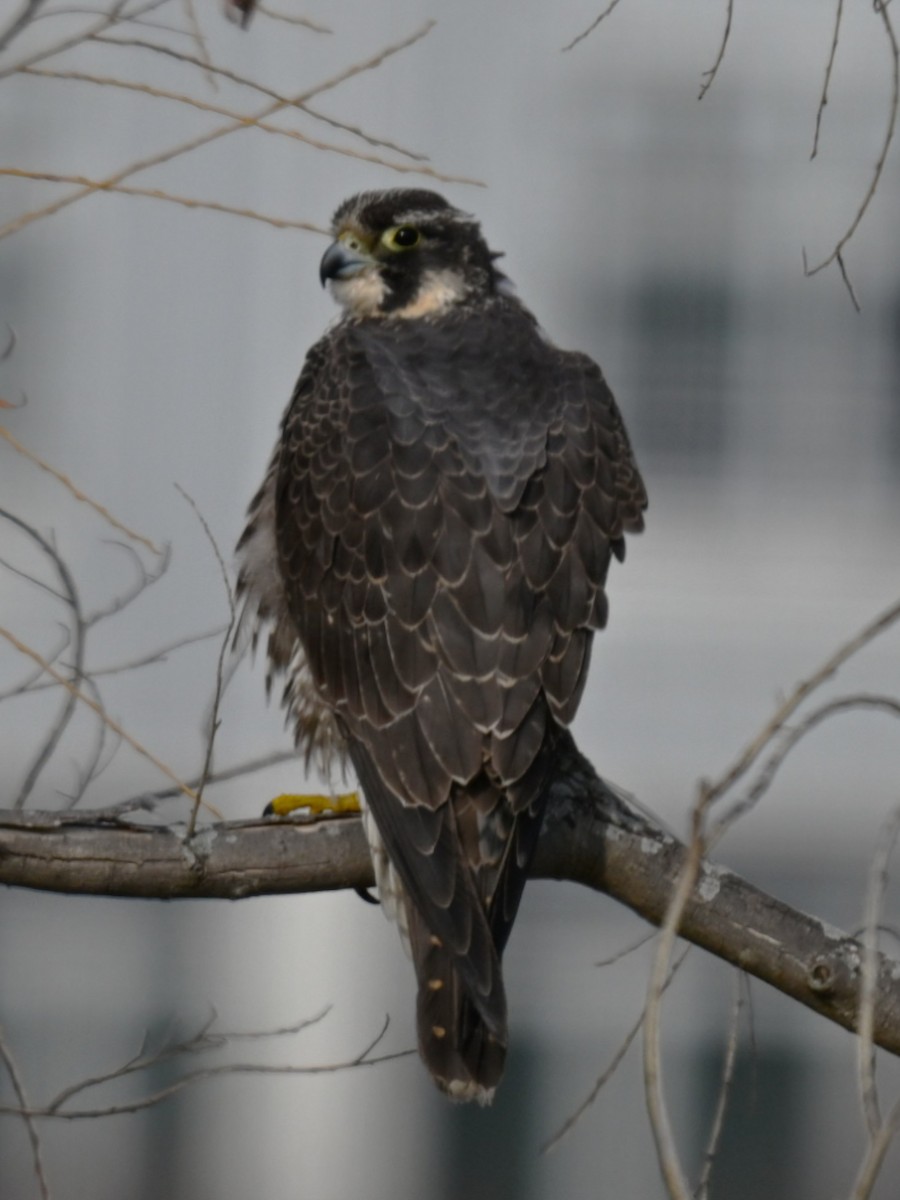 Peregrine Falcon - ML647531108