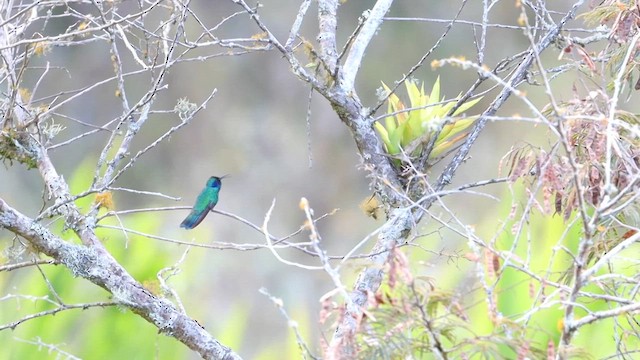 Колібрі зелений - ML647531121