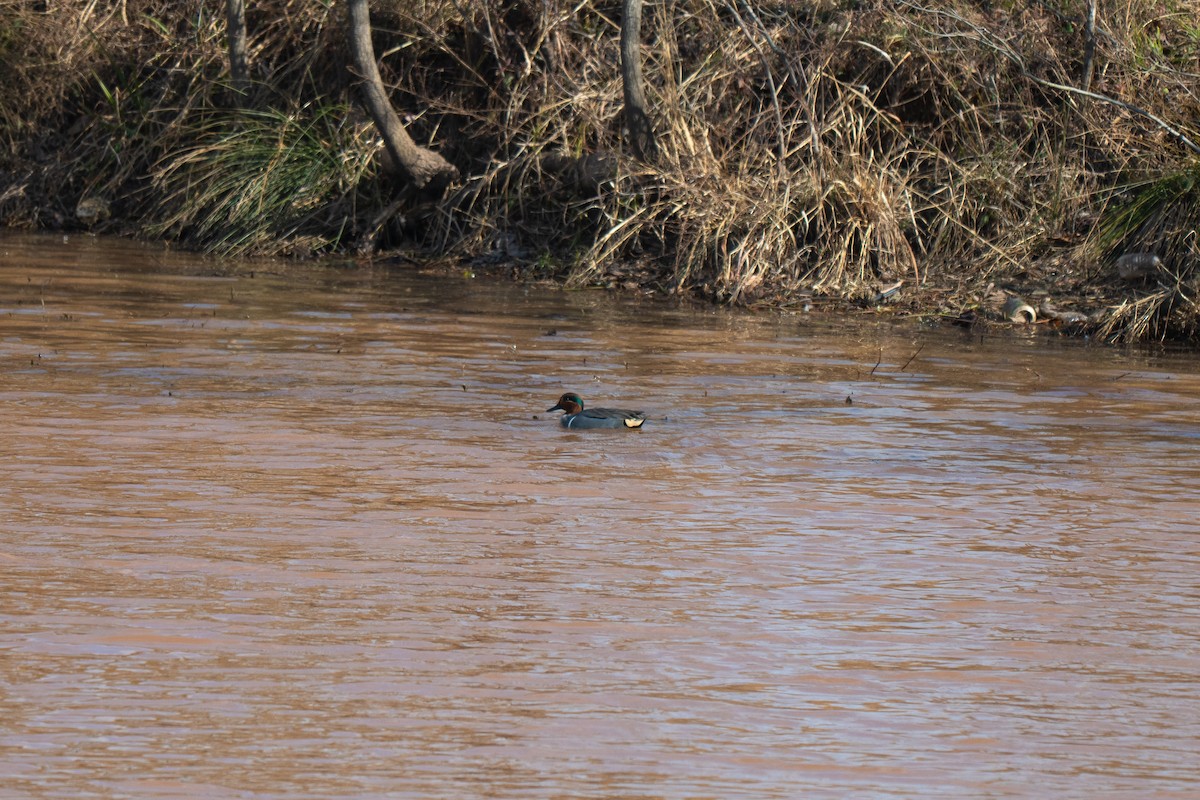 Sarcelle d'hiver (carolinensis) - ML647531122