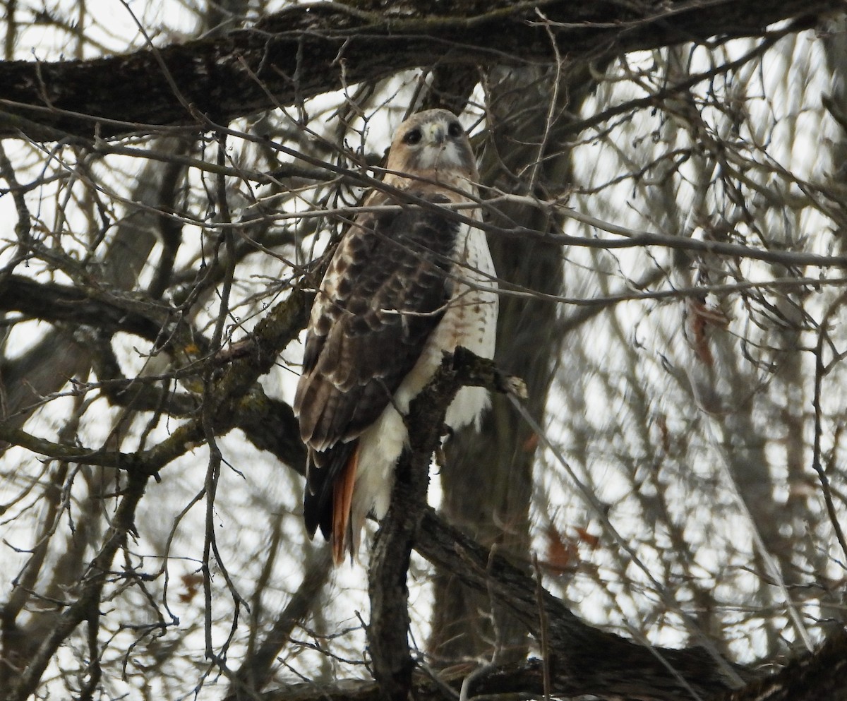 Red-tailed Hawk - ML647531123