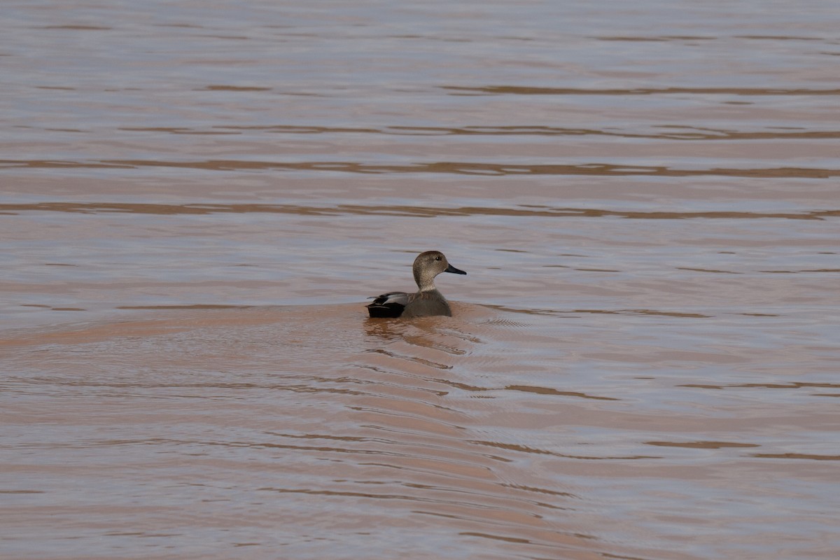 Canard chipeau - ML647531126