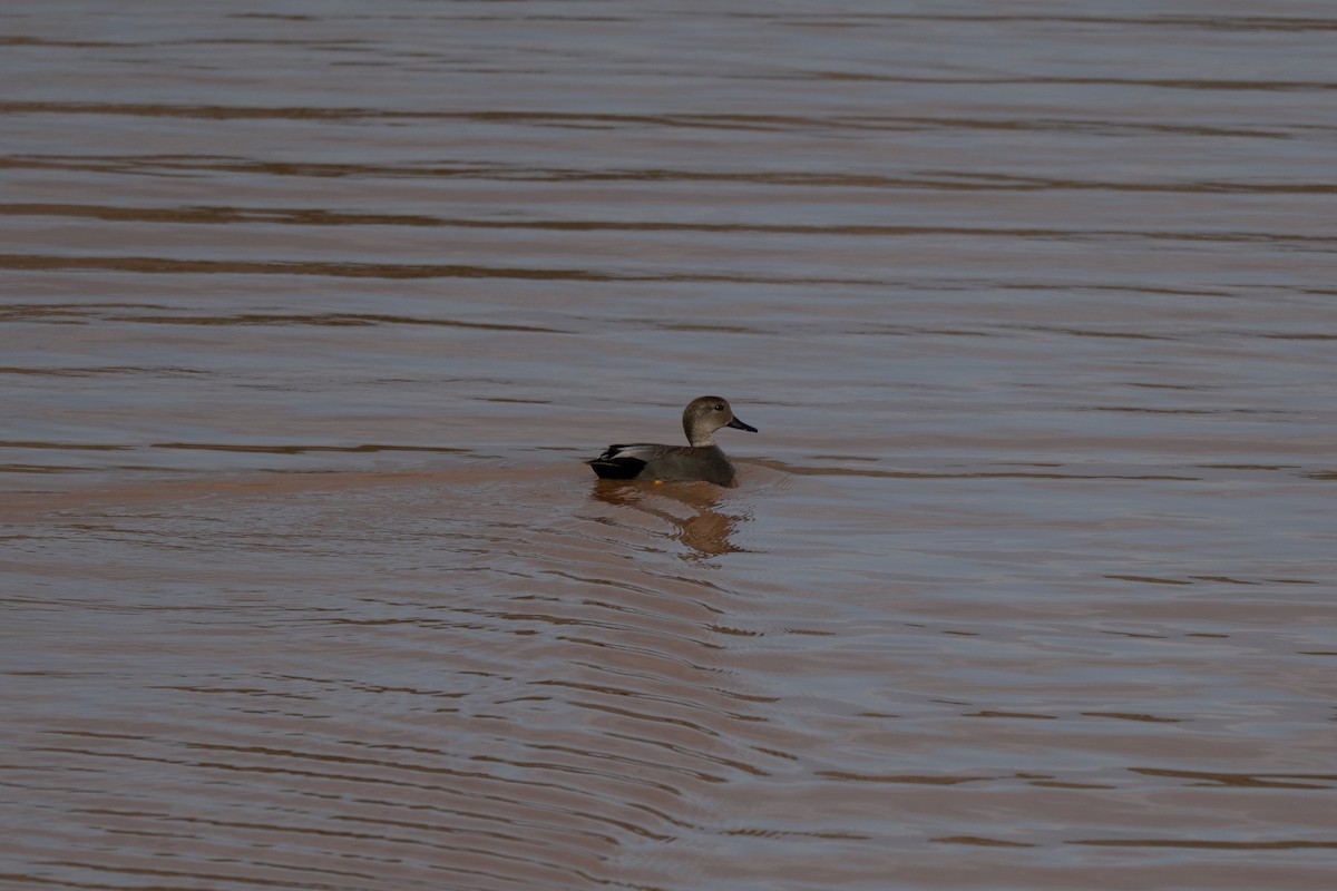 Canard chipeau - ML647531129