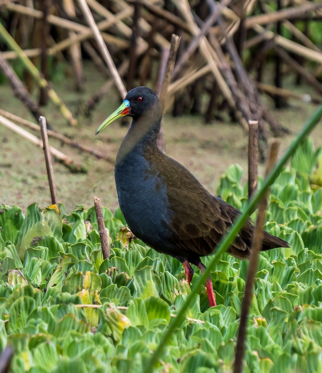 Kurşuni Sukılavuzu - ML647531132