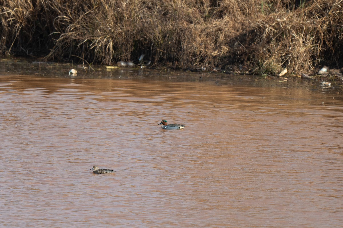 Sarcelle d'hiver (carolinensis) - ML647531144