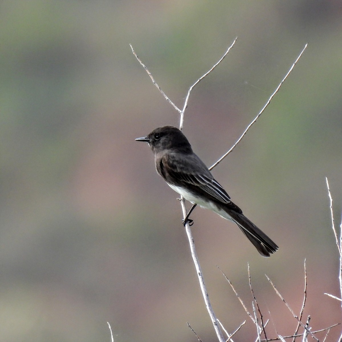 Black Phoebe - ML647531168